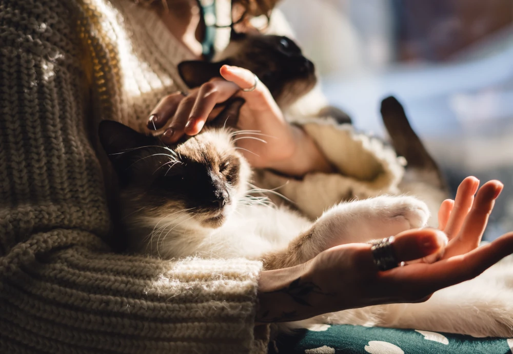 portable pet camera